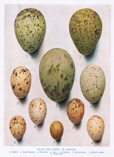 Eggs: Red Necked Phalarope: Dunlin: etc, illustration from 